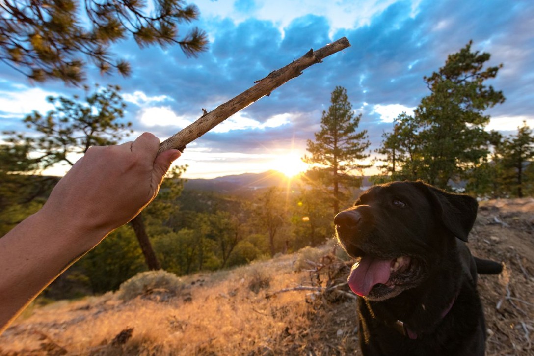 Pet Friendly callout