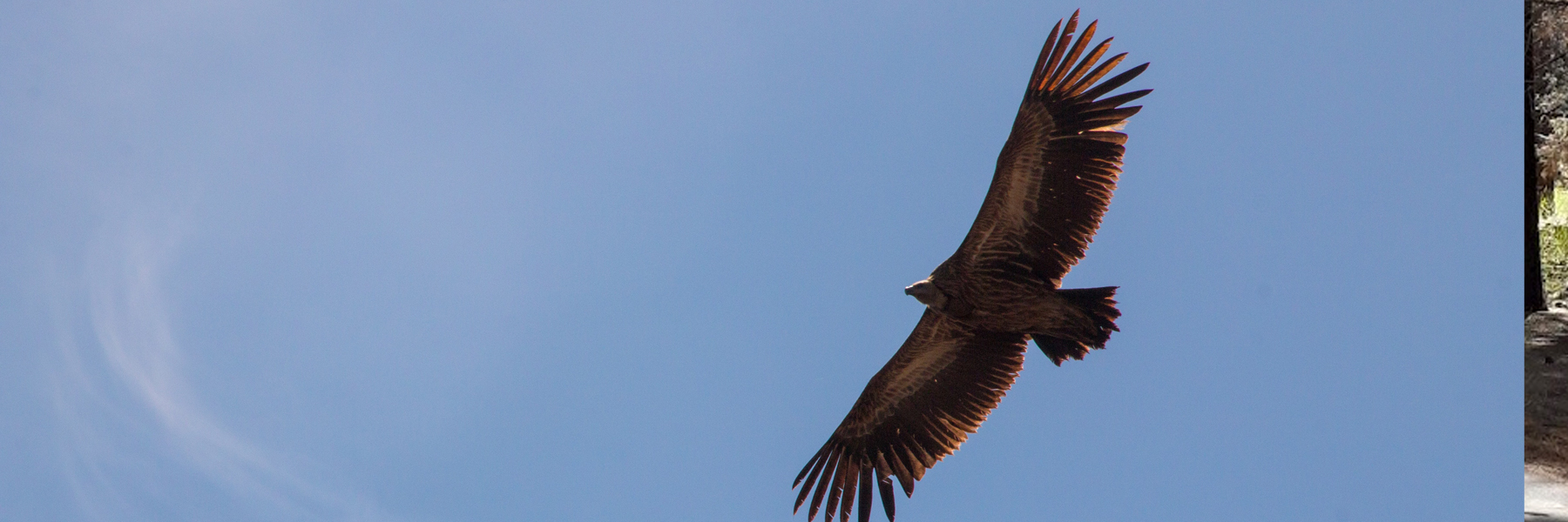 Things To Do Birdwatching in Big Bear